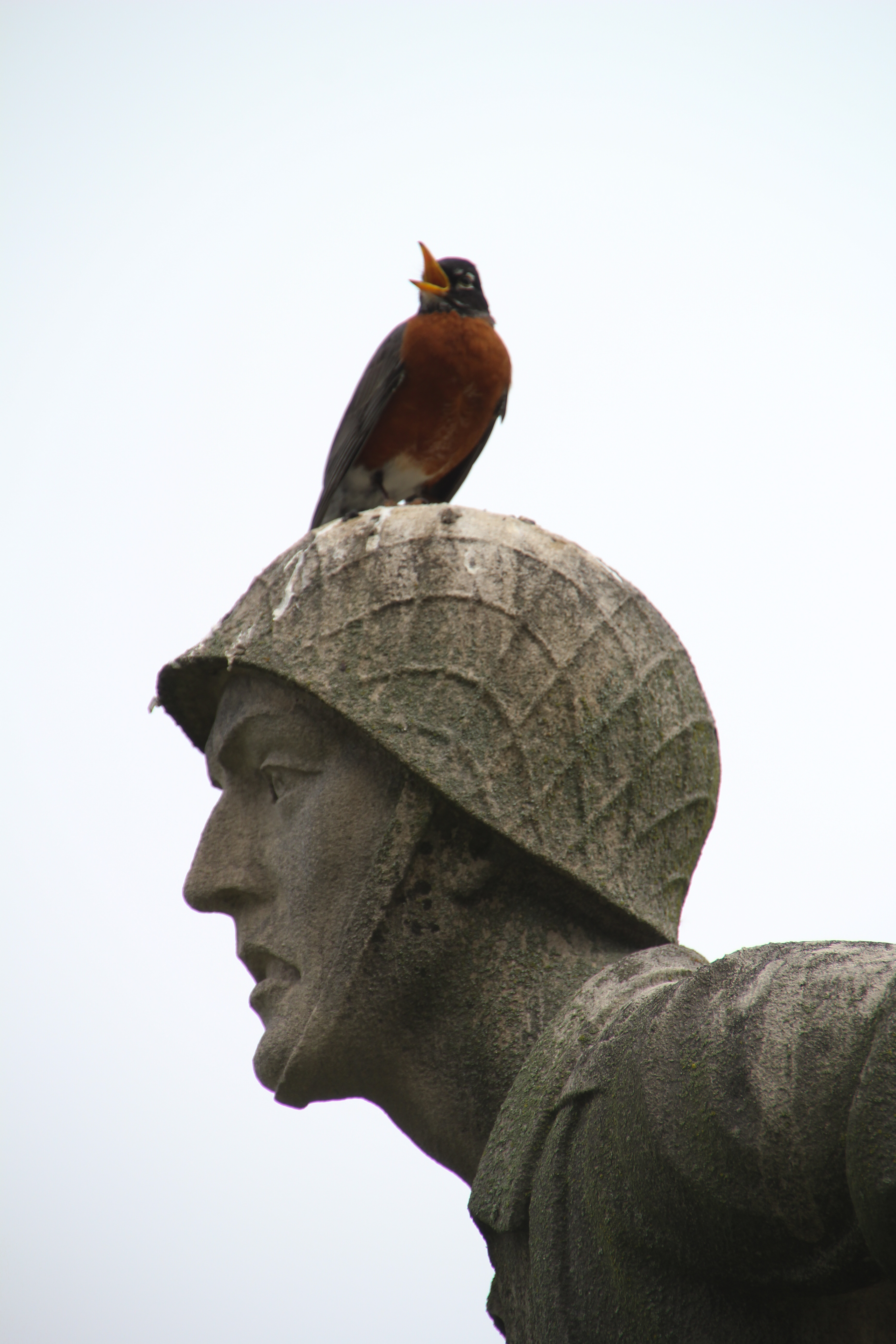 a robin with its beak open in triumph perches atop a stone soldier statue's helmeted head. the head is in profile and only the head and shoulder are shown.