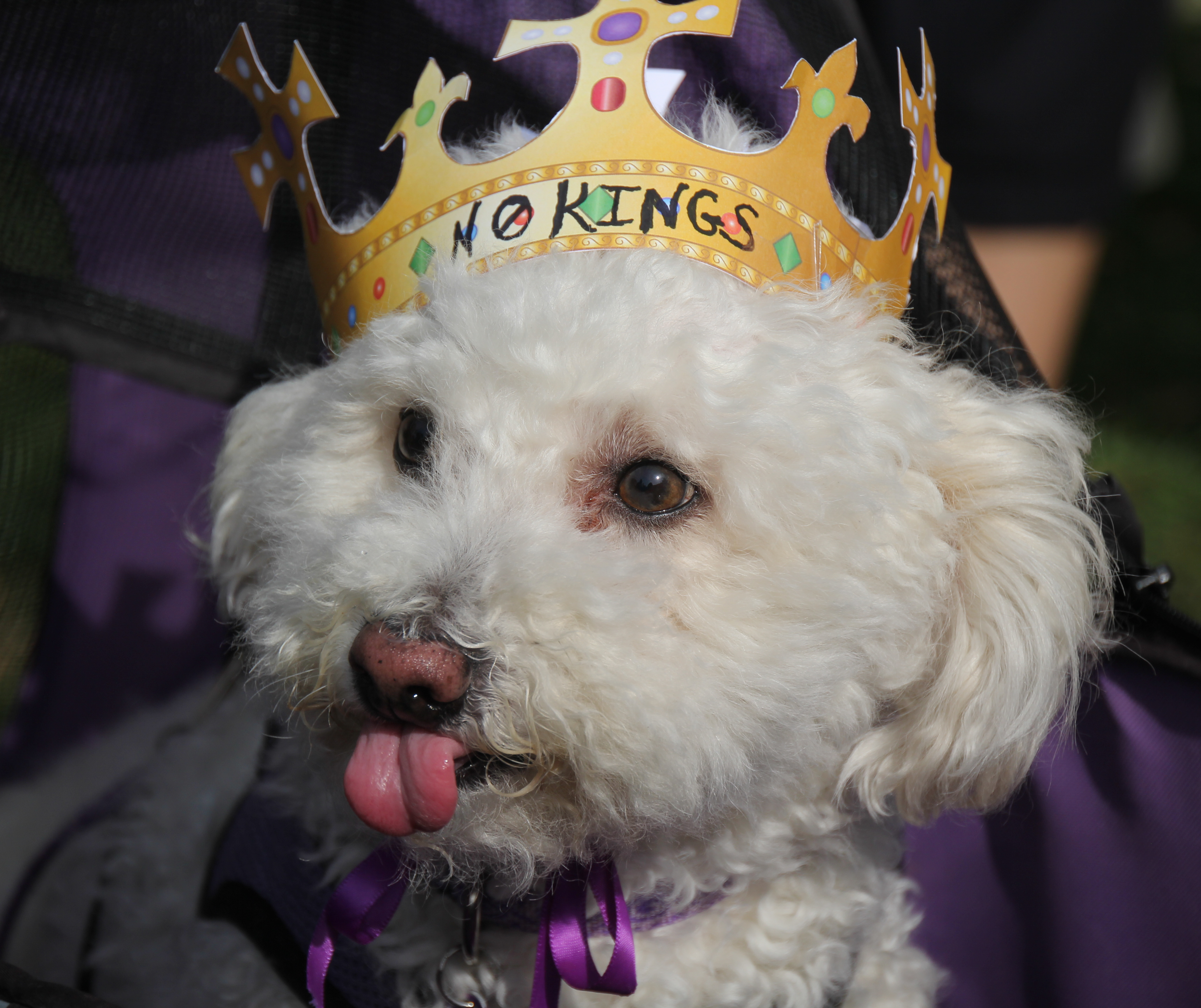 An extremely cute small white dog with its tongue sticking out sits in a purple carrier. It is wearing a paper crown with "No Kings" written in Sharpie